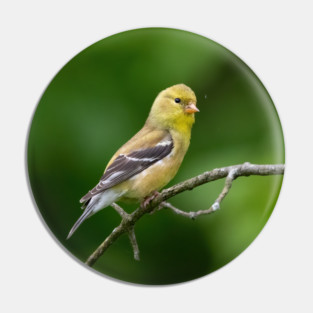 American Goldfinch on a beautiful Spring Day Pin