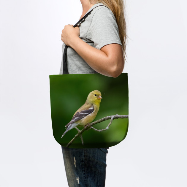 American Goldfinch on a beautiful Spring Day by BirdsnStuff