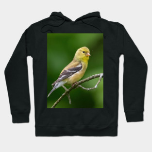 American Goldfinch on a beautiful Spring Day Hoodie