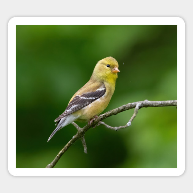 American Goldfinch on a beautiful Spring Day Magnet by BirdsnStuff