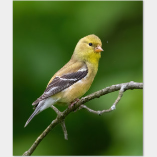 American Goldfinch on a beautiful Spring Day Posters and Art