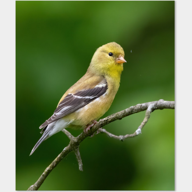 American Goldfinch on a beautiful Spring Day Wall Art by BirdsnStuff
