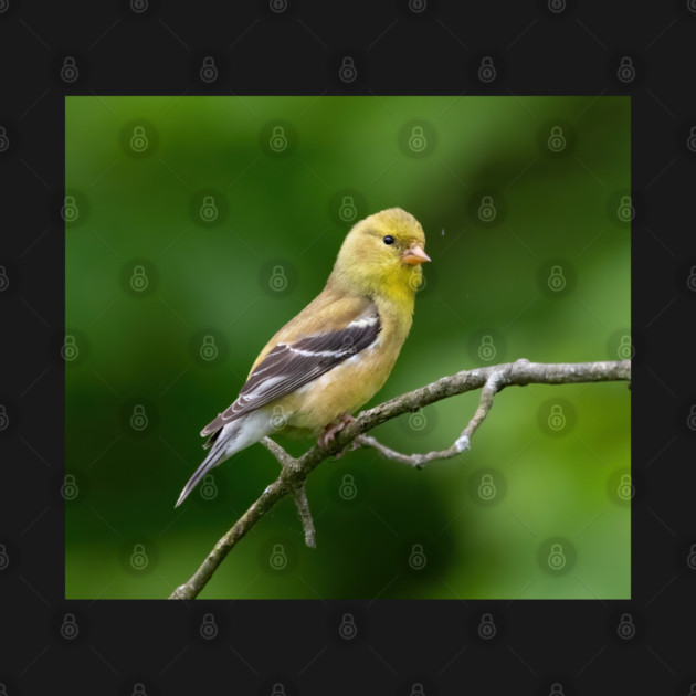 American Goldfinch on a beautiful Spring Day by BirdsnStuff