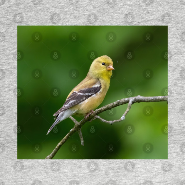American Goldfinch on a beautiful Spring Day by BirdsnStuff