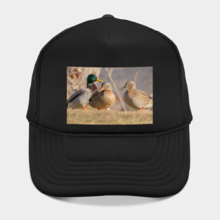 Three Mallard Ducks Hat