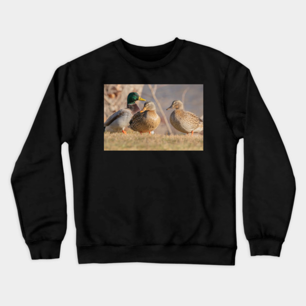 Three Mallard Ducks Crewneck Sweatshirt by BirdsnStuff
