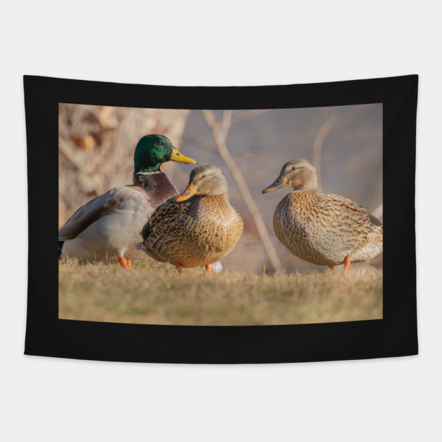 Three Mallard Ducks Tapestry by BirdsnStuff