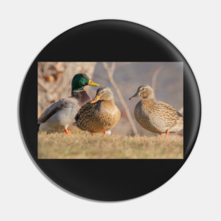 Three Mallard Ducks Pin