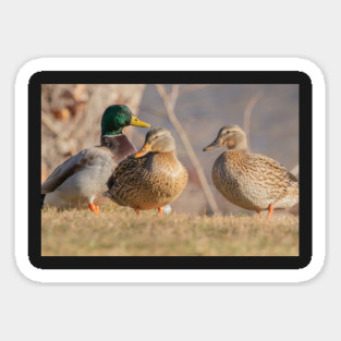 Three Mallard Ducks Magnet