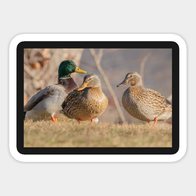 Three Mallard Ducks Magnet by BirdsnStuff