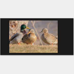 Three Mallard Ducks Posters and Art