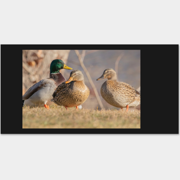Three Mallard Ducks Wall Art by BirdsnStuff