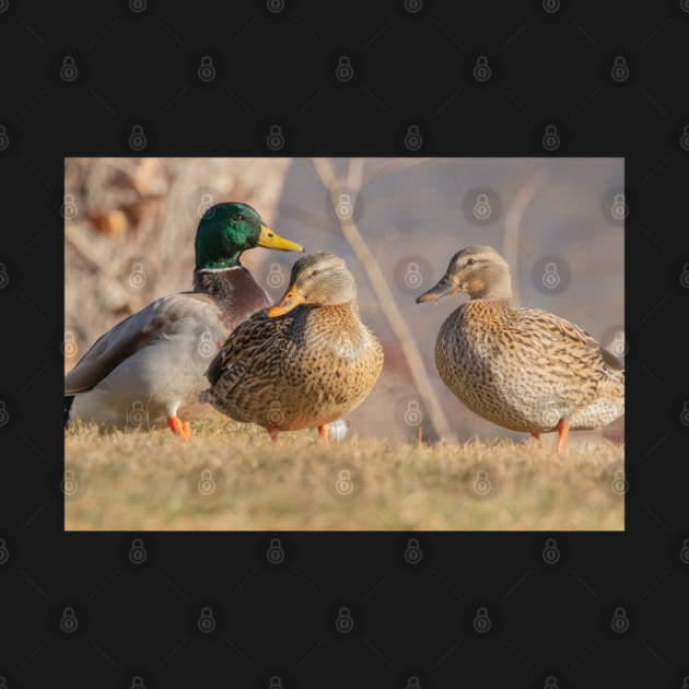 Three Mallard Ducks by BirdsnStuff