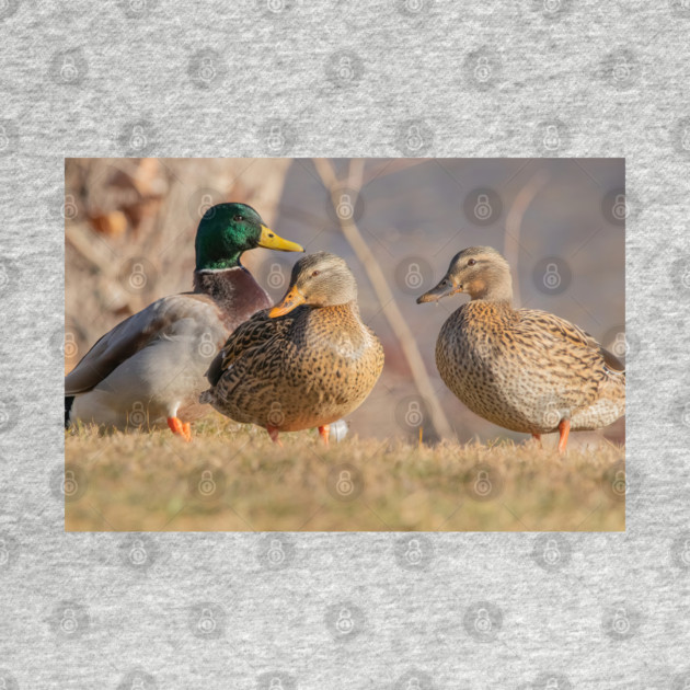 Three Mallard Ducks by BirdsnStuff