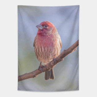 House Finch on blue/green blurred background Tapestry