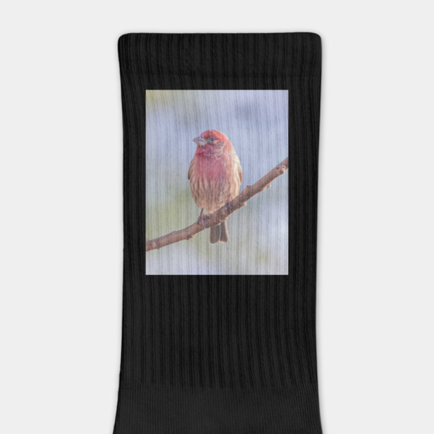 House Finch on blue/green blurred background by BirdsnStuff