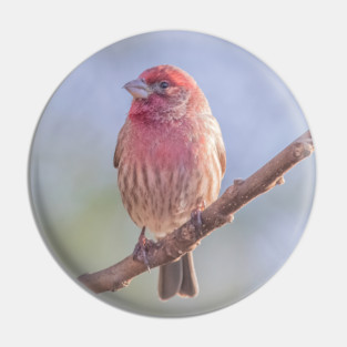 House Finch on blue/green blurred background Pin