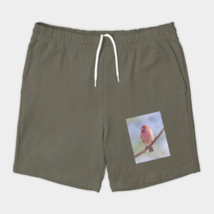 House Finch on blue/green blurred background Shorts