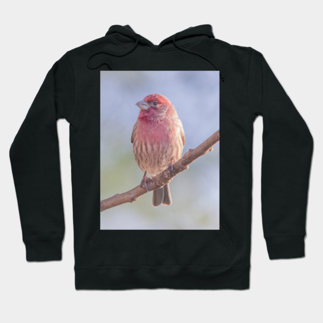 House Finch on blue/green blurred background Hoodie by BirdsnStuff