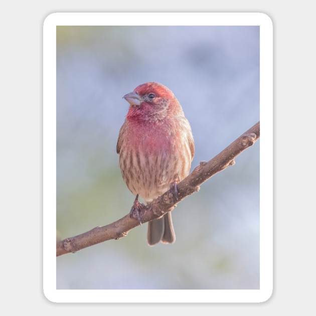 House Finch on blue/green blurred background Magnet by BirdsnStuff