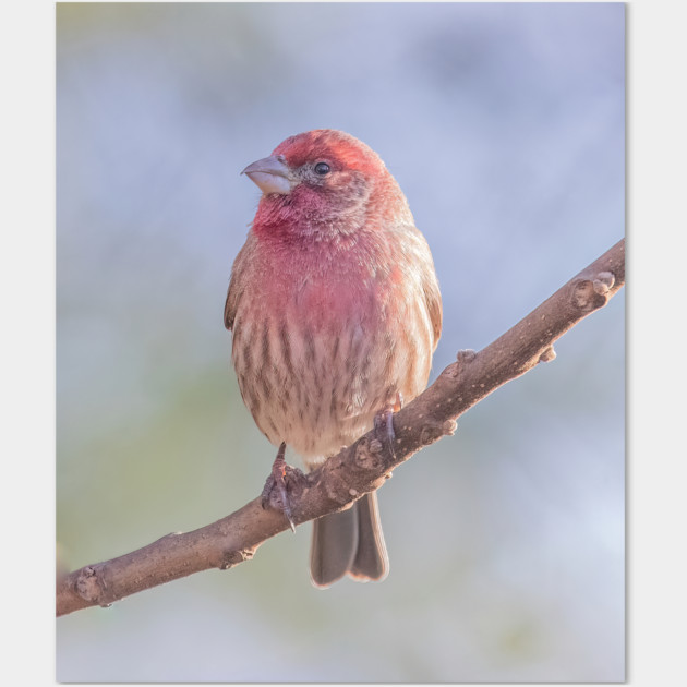 House Finch on blue/green blurred background Wall Art by BirdsnStuff