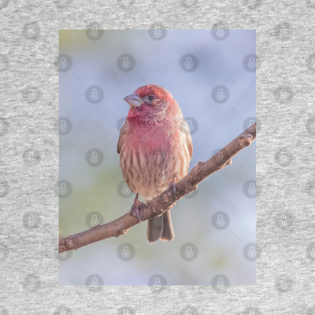 House Finch on blue/green blurred background by BirdsnStuff