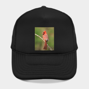 Northern Cardinal Hat