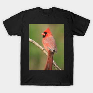 Northern Cardinal T-Shirt