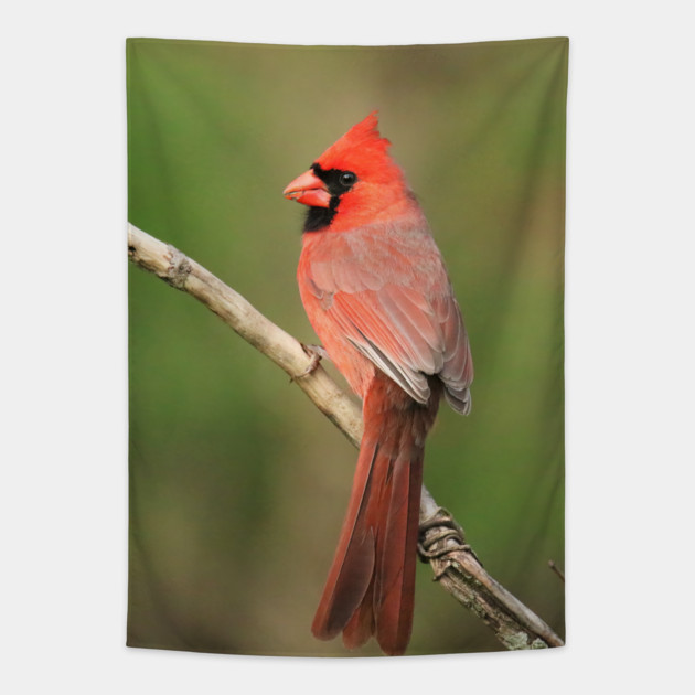 Northern Cardinal Tapestry by BirdsnStuff