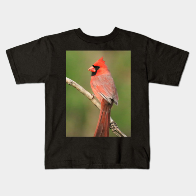 Northern Cardinal Kids T-Shirt by BirdsnStuff