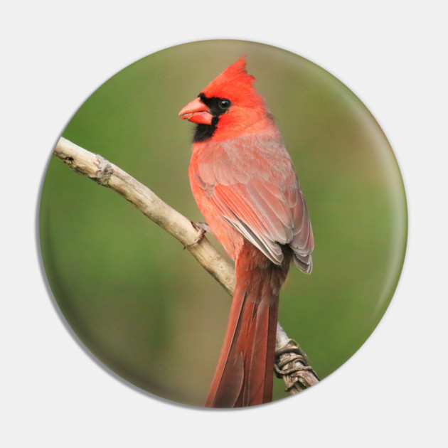 Northern Cardinal Pin by BirdsnStuff