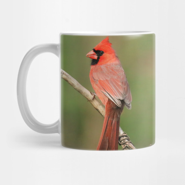Northern Cardinal by BirdsnStuff