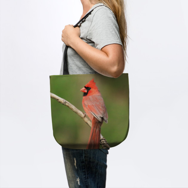 Northern Cardinal by BirdsnStuff