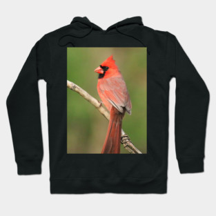 Northern Cardinal Hoodie
