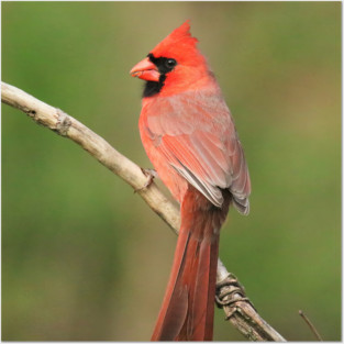 Northern Cardinal Posters and Art
