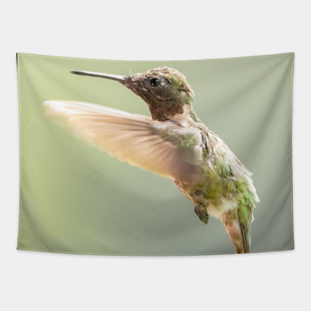Ruby-throated Hummingbird in flight Tapestry by BirdsnStuff