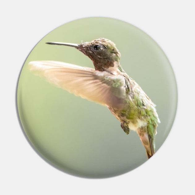 Ruby-throated Hummingbird in flight Pin by BirdsnStuff