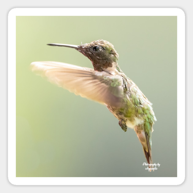 Ruby-throated Hummingbird in flight Magnet by BirdsnStuff