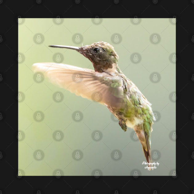 Ruby-throated Hummingbird in flight by BirdsnStuff