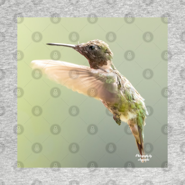 Ruby-throated Hummingbird in flight by BirdsnStuff