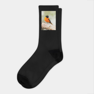 Baltimore Oriole Portrait Socks