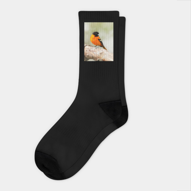 Baltimore Oriole Portrait Socks by BirdsnStuff