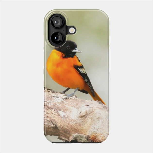 Baltimore Oriole Portrait Phone Case by BirdsnStuff