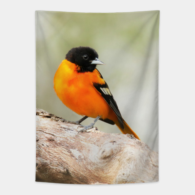 Baltimore Oriole Portrait Tapestry by BirdsnStuff