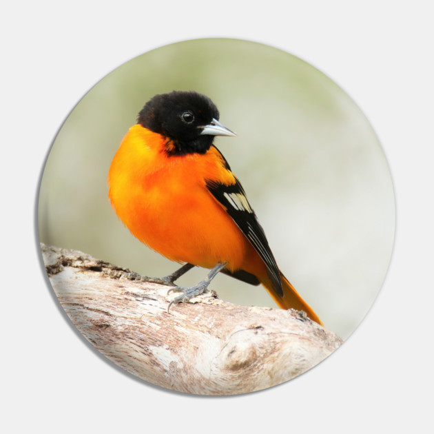 Baltimore Oriole Portrait Pin by BirdsnStuff
