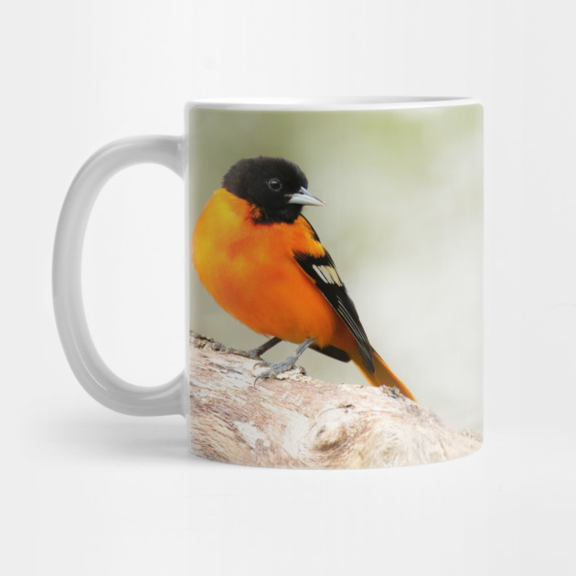 Baltimore Oriole Portrait by BirdsnStuff