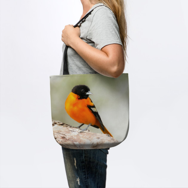 Baltimore Oriole Portrait by BirdsnStuff