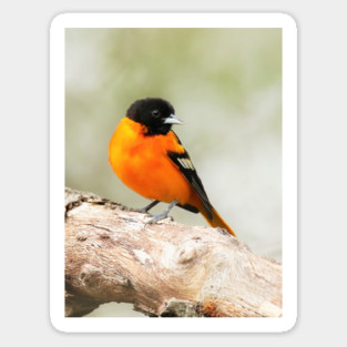 Baltimore Oriole Portrait Magnet
