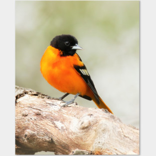 Baltimore Oriole Portrait Posters and Art