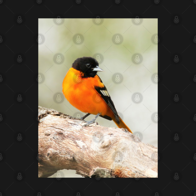 Baltimore Oriole Portrait by BirdsnStuff